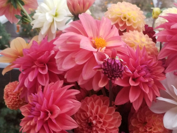 Dahlias revised.jpg