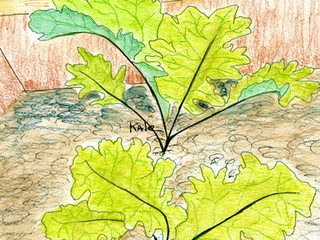 The Garden