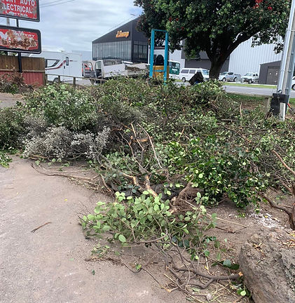 Green waste, clippings and branches Removal in Tauranga