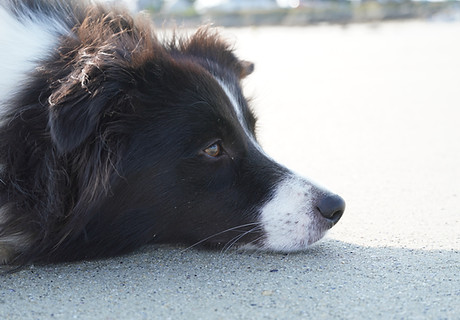 Border Collie Zucht in NRW