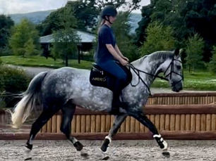 WELCOMING ROMA BACK FOR HER ARDEOAIR SADDLE FITTING