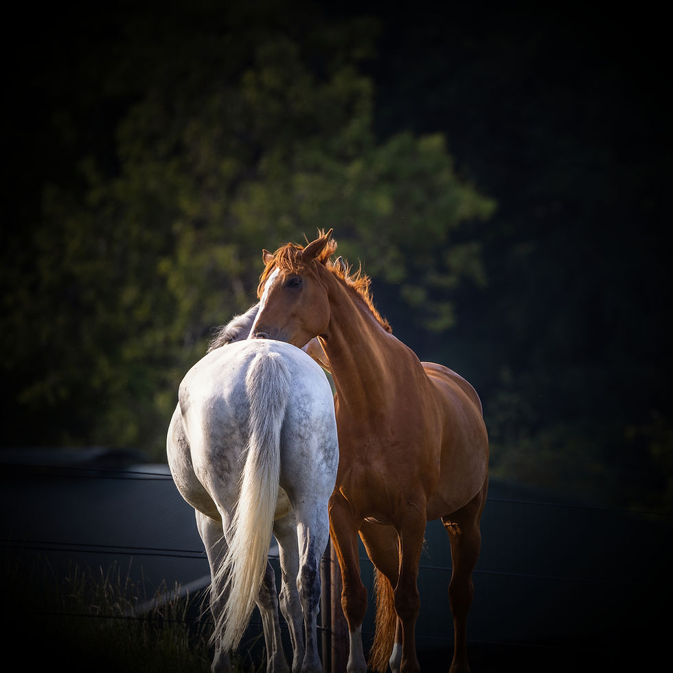 Two horses lovingly scratching each other