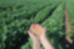 Soybeans & Oils