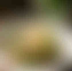 Monaco’s Iconic La Saliere Brings a Timeless Italian Dining Experience to Naples