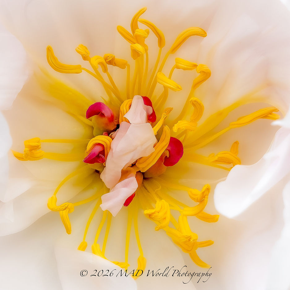 DSC_6274-Edit.jpg