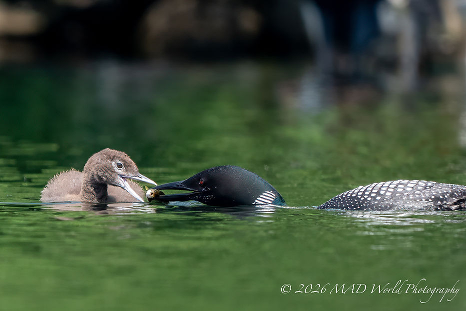 DSC_8066-Edit.jpg