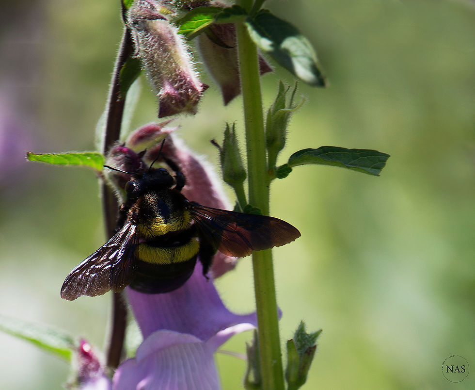 Bee on Foxgloves