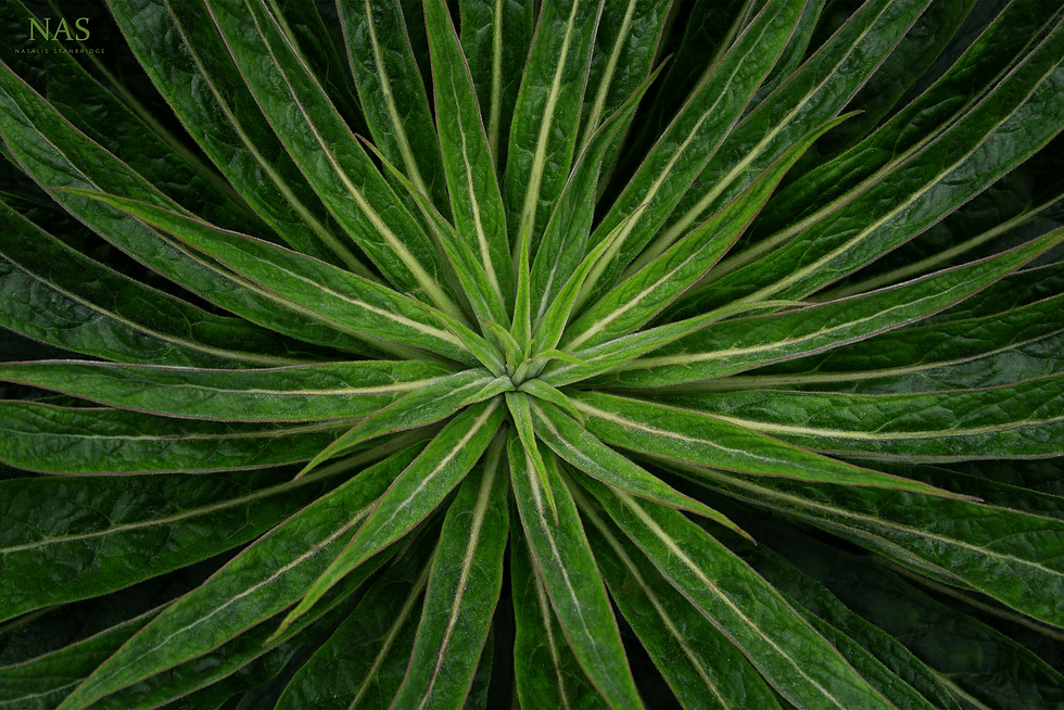 Spiky Green Plant