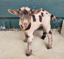 Nigerian Dwarf goat for sale