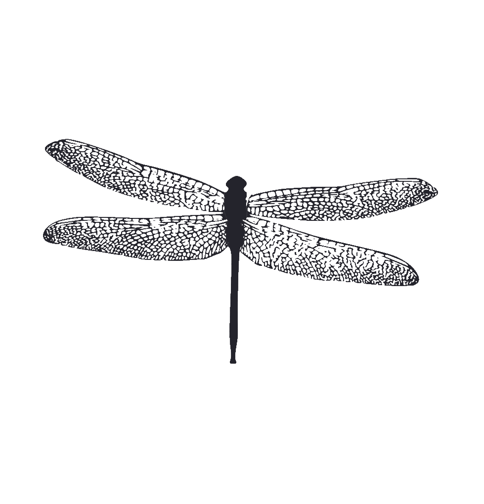 Catch the dragonfly to reveal the secret.