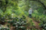 Agroforestrie Honduras