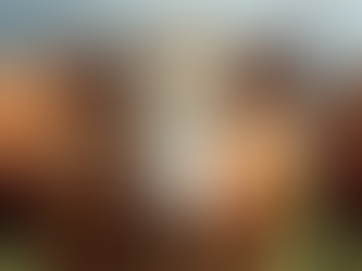 Expert Show Cattle Clipping Tips for Success