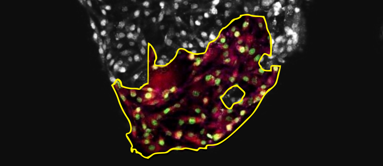 Home | South Africa BioImaging
