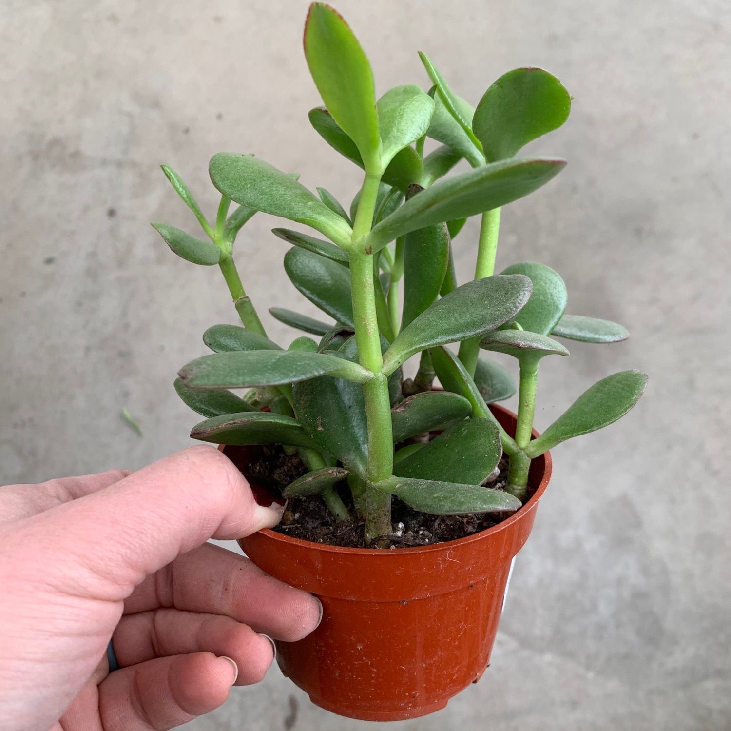 Jade 4" pot