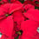 Thumbnail: Poinsettia Red 4.5" pot