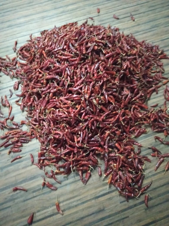 harvest chillies.jpeg