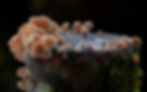 Psilocybin Guide, Psychedelic Guide, Psyche Guides, Somatic Experiencing, Internal Family Systems (Ifs), Therapeutic, Coach / Coaching, Trauma-Informed | London, UK, Amsterdam