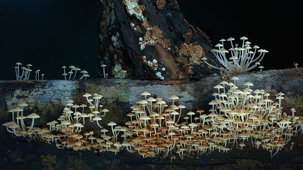 Psilocybin Guide, Psychedelic Guide, Psyche Guides, Somatic Experiencing, Internal Family Systems (Ifs), Therapeutic, Coach / Coaching, Trauma-Informed | London, UK, Amsterdam