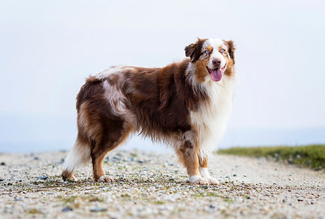 Red merle Aussie