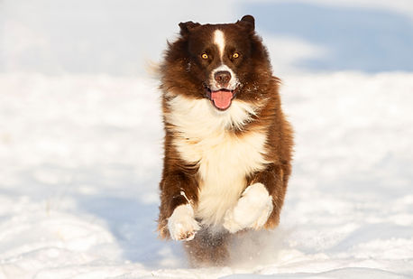 Red bi Aussie