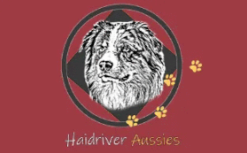Haidriver Aussies