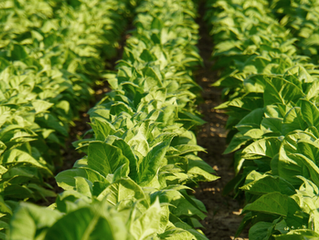 Tobacco Update from Dr. Will Snell