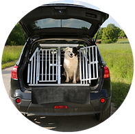template 1 - armstrongcreekpetminding.com (2).png