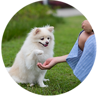 template 1 - armstrongcreekpetminding.com (3).png