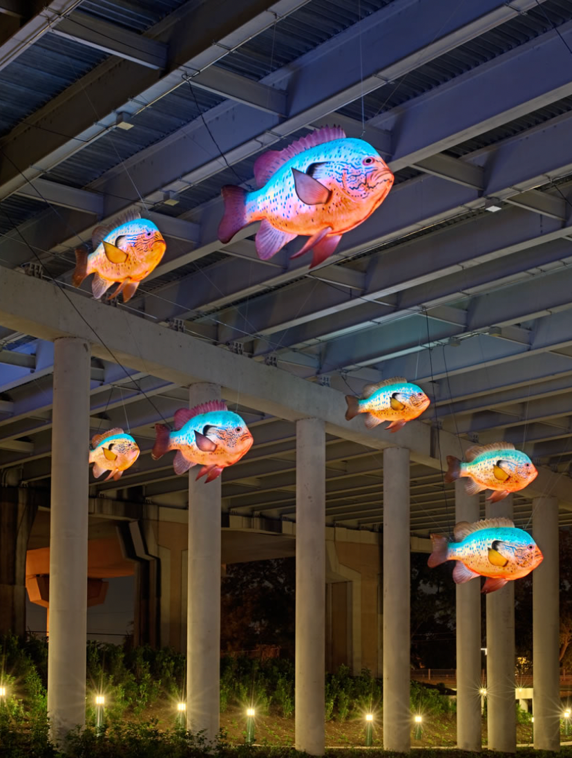 School of Fish