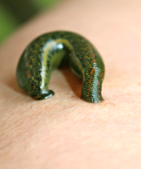 Blutegeln