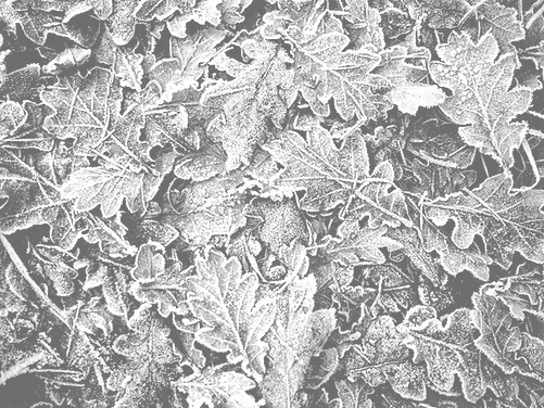 Feuilles congelées