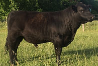 michigan grass fed, the eighty lowline, grassfed beef, lowline, michigan lowline