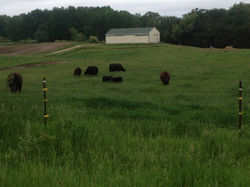pasture cattle2.jpg