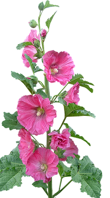 hollyhock-2966710_960_720.png