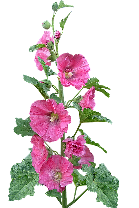 hollyhock-2966710_960_720.png