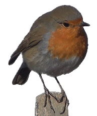 Robin-84903.gif