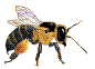 animiertes-bienen-bild-0021.gif