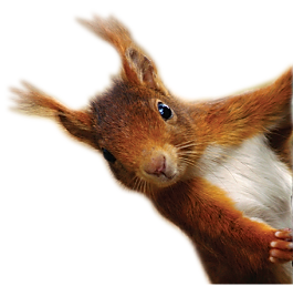 Side-Squirrel-2.png
