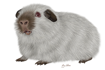 image (2).png