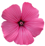 single-flower-clipart-29461.png