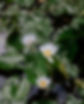 bigislandphotographer-hawi-branding-jenlee-8040.jpg