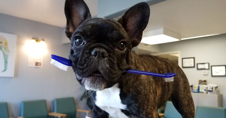 Fenchie-Toothbrush.jpg