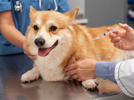 Vaccinations for Dogs: Which Ones Should My Dog Get Annually?