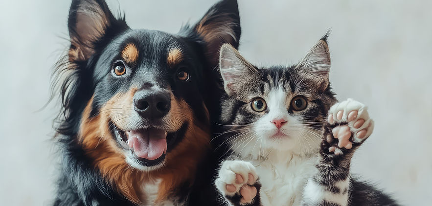 view-cats-dogs-showing-friendship.jpg