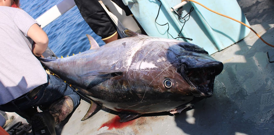 TUNA 12OCT - 56.jpeg