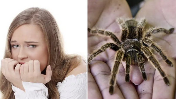 Medo de aranha