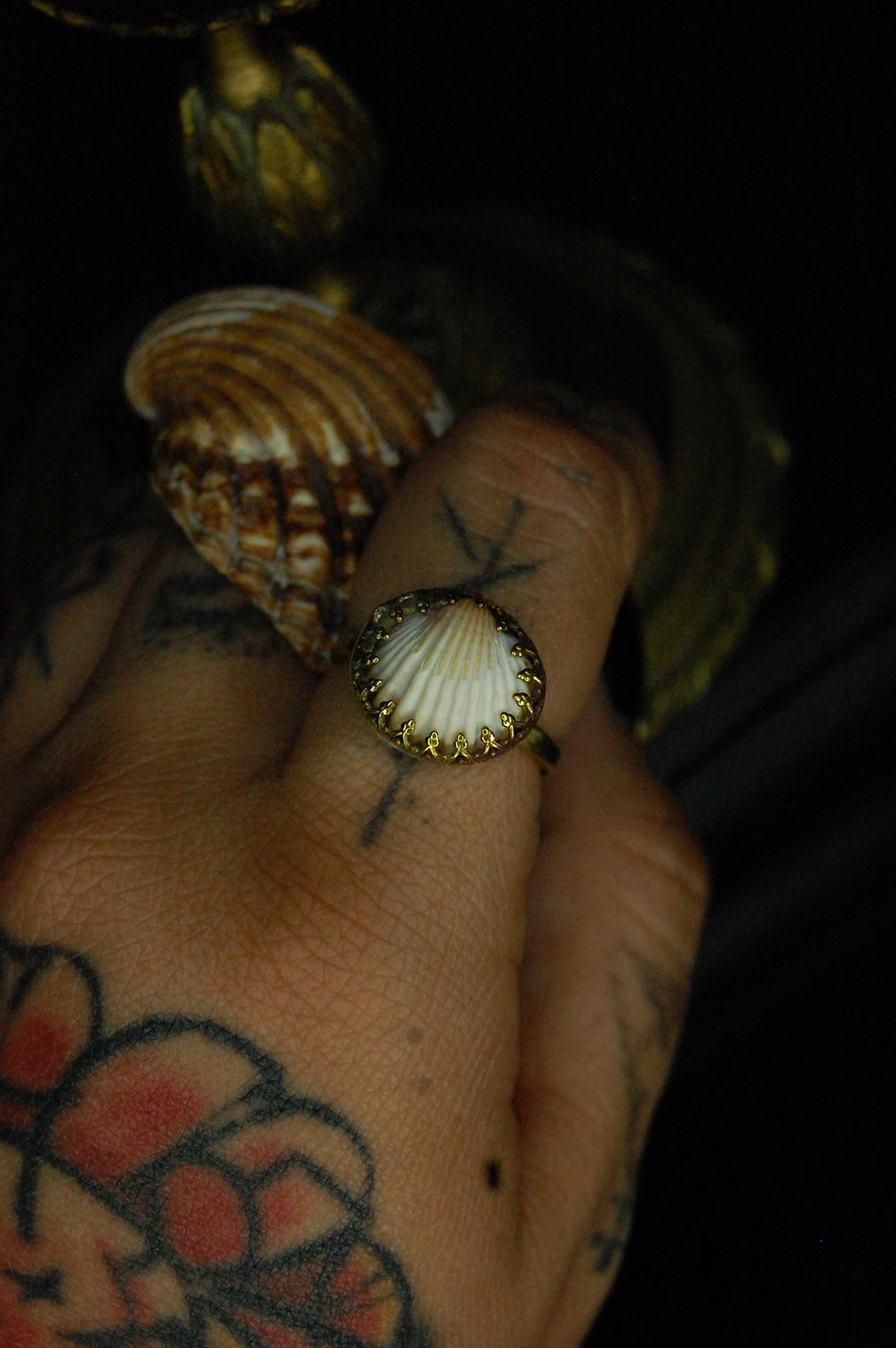 Thumbnail: Conchylium Anulus