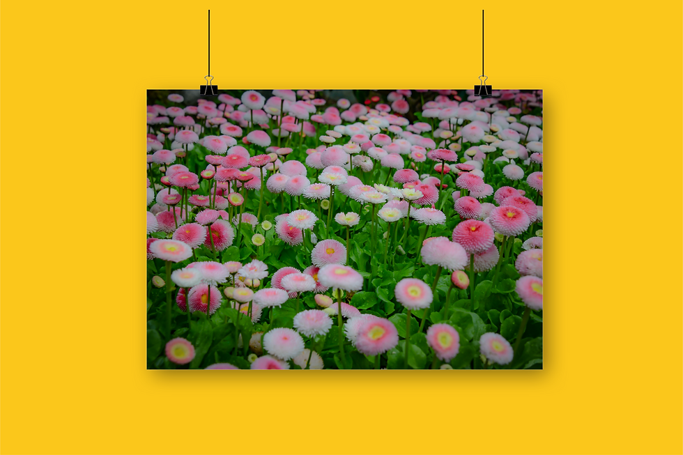Flowerscapes 10