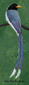 detailed illustration of yellow-billed blue magpie by wildlife illustrator Rohan Dahotre