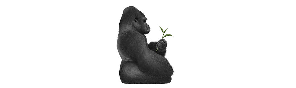 Silverback gorilla illustration for tea packaging inspired by Rwanda's wildlife by Rohan Dahotre